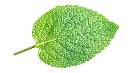 Obraz premium A highly realistic mint leaf with meticulously detailed veins and a distinctly textured surface is prominently displayed, isolated on a pure white background, a creation of generative AI. This mint 