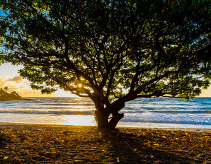 Sunlight Streaming Through False Kamini Tree on Homoa Beach, Hana, Maui, Hawaii, USA