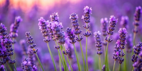 A dense cluster of purple lavender flowers sways in the breeze, their stems tangled together like skeletal fingers, hiding ancient secrets in the earth , mystery, nature