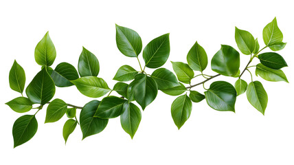 Fototapeta premium green leaves for decoration
