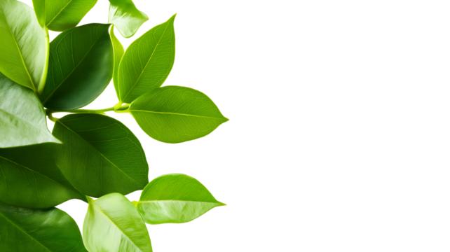  green leaves for decoration