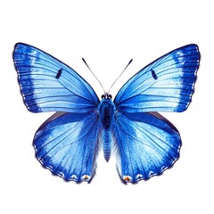 Bright blue butterfly flying against a white background