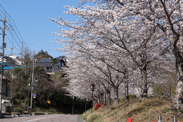 島根県益田市　桜並木のある道路