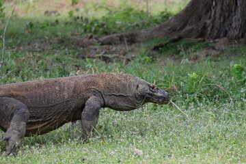 Close-up of a Komodo dragon showing detailed scales and intense gaze—majestic and ancient predator from Indonesia’s Komodo Island.