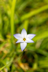 Full blooming of spring starflower (Ipheion uniflorum) in Japan in early spring