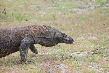 Close-up of a Komodo dragon showing detailed scales and intense gaze—majestic and ancient predator from Indonesia’s Komodo Island.