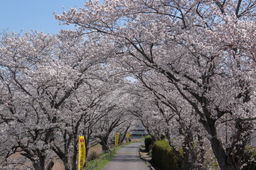 島根県益田市　桜のトンネル