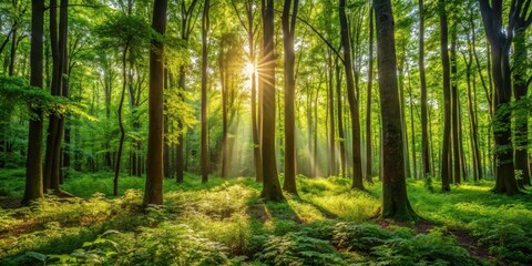 Obraz premium Dense foliage of tall trees with sunlight filtering through the leaves and casting dappled shadows on the forest floor, overgrown vegetation, greenery