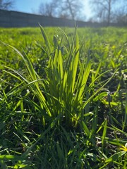 green grass in the morning