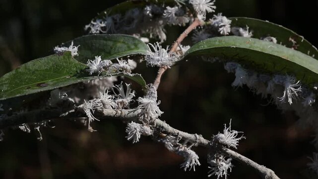 Durian Psyllid or Allocarsidara malayensis
