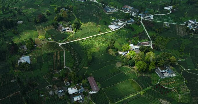 aerial timelapse of shadow moving on the green tea field at Sichuan Yaan sunny day