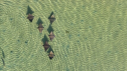 Eagle rays ocean swimming wild wildlife australia beautiful animal © Theresa