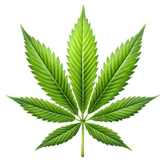 Cannabis or hemp or marijuana green fresh leaf isolated transparent background
