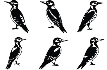 vector sihouette of black wood pecker