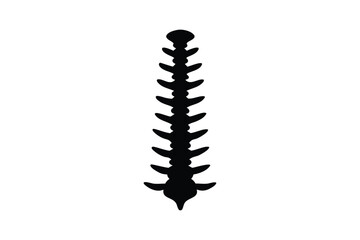 Human spine silhouette on white background