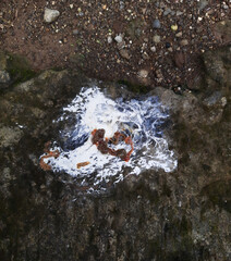 Chicken feces with a mix of white and light brown. Typical waste seen in backyard or farm poultry environments