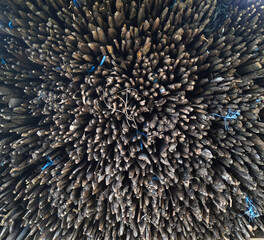 Artistic composition of pointed wooden stacked closely. Natural texture and organic form highlighted