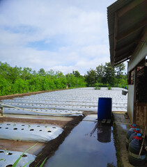 A rustic agricultural field, neatly readied for chili planting