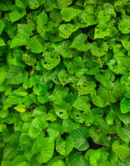 Lush green leaves of the sweet potato plant, known for their distinctive heart shape and fast-growing nature, with several leaves showing signs of damage and small holes