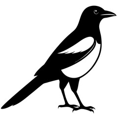 Magpie silhouette vector isolated on white background