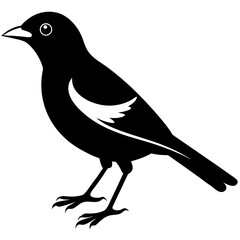 Myna silhouette vector isolated on white background