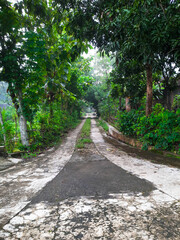A quiet, straight village road flanked by trees on both sides. a peaceful rural scene capturing the calm of countryside life