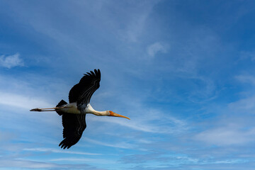 Painted Stork in Flight Over Rann of Kutch Wetlands at Daytime