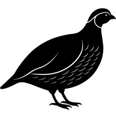 Quail silhouette vector isolated on white background