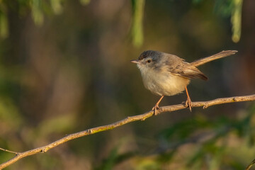 Prinia Bird Resting in Shade to Avoid Harsh Sunlight at Rann of Kutch, Gujarat