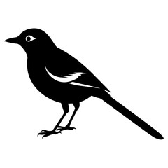 Wagtail silhouette vector isolated on white background
