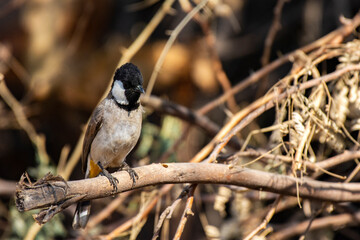 White Eared Bulbul Resting in Shade at Rann of Kutch, Gujarat