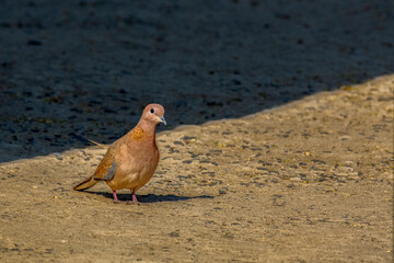 Laughing Dove Searching for Food on Ground at Rann of Kutch, Gujarat