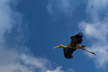 Painted Stork in Flight Over Rann of Kutch Wetlands at Daytime