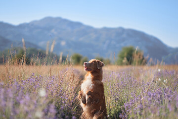 A curious Nova Scotia Duck Tolling Retriever dog stands amidst blooming lavender with a scenic view of the mountains behind.