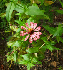 Pink zinnia flower with delicately torn and holey petals. Imperfect, yet strikingly beautiful
