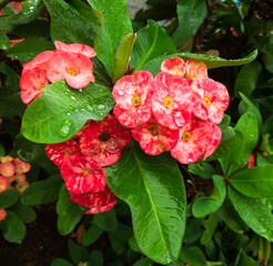 Rain-soaked Crown of Thorns bloom (Euphorbia milli). Its vivid petals appear richer and more intense under the fresh drizzle 