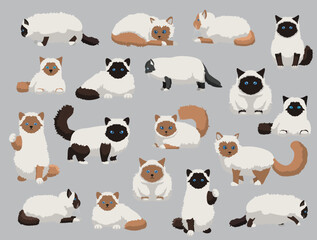 Cat Birman Various Colors Poses Cartoon Vector Character