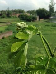 Fresh Green Foliage Emerging on a Tree Branch, Indicating New Growth in a Natural Outdoor Setting.