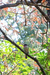Small Wild Bird with Red Throat Perched on Tree Branch with Colorful Foliage