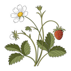 Naklejka premium Wild strawberry plant with flowers and ripe fruit in a vector illustration