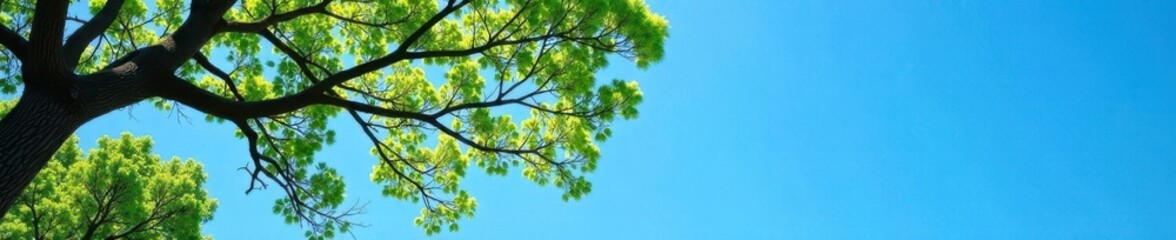 Obraz premium Tree branches stretch towards a clear blue sky, branches, expansive, sky