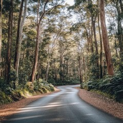Serene asphalt road winding through lush green forest with tall trees and ferns in natural light
