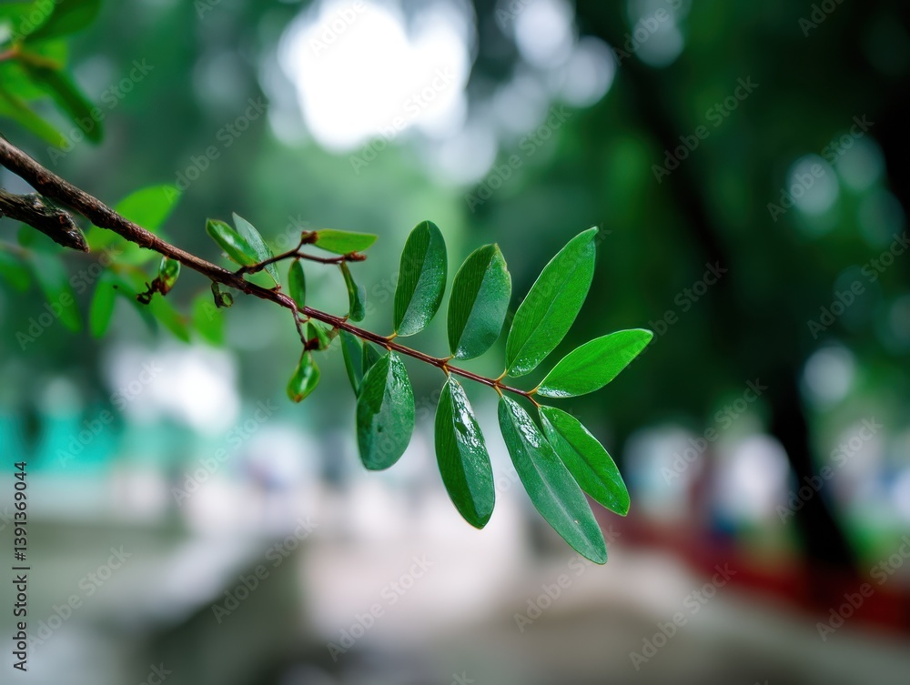 Poster serene close up of vibrant green leaves on a branch with water droplets against a soft bokeh backgro