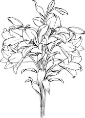 百合の花束の線画