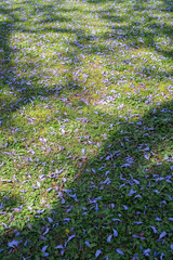 A Jacaranda fallen to the ground