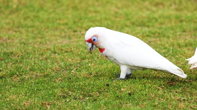 Long-Billed Corella Foraging on Great Ocean Road