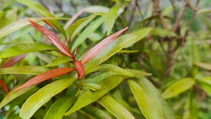 Close up view of fresh green leaves