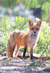 Red fox portrait with green background, Canada