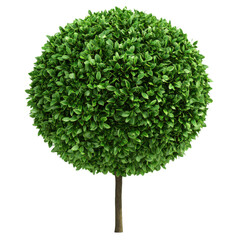 Fototapeta premium Round topiary tree on a transparent background