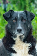 Black and white dog lying on sidewalk in Azerbaijan. High quality photo
